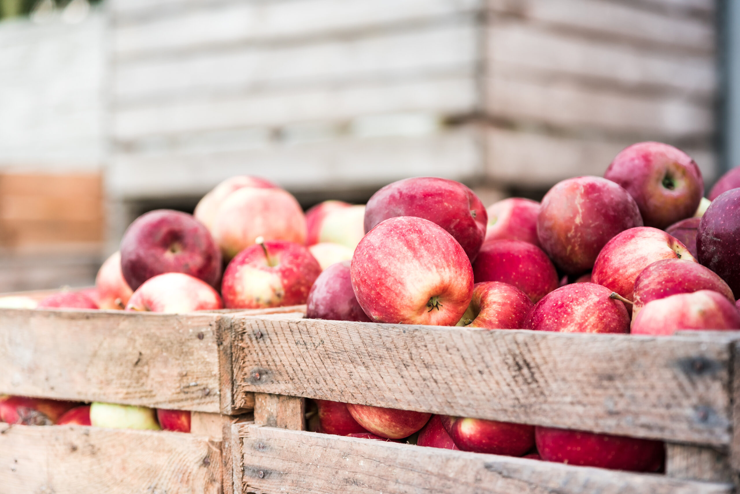 Wooden crates filled with apples after harvest on apple farm, ready for juice press.