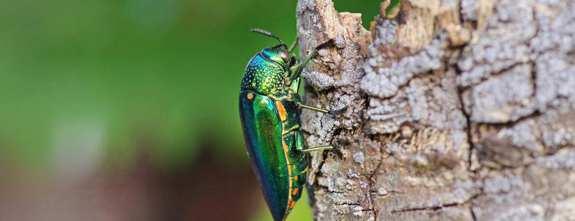 A shiny, iridescent green beetle clings to a textured tree trunk