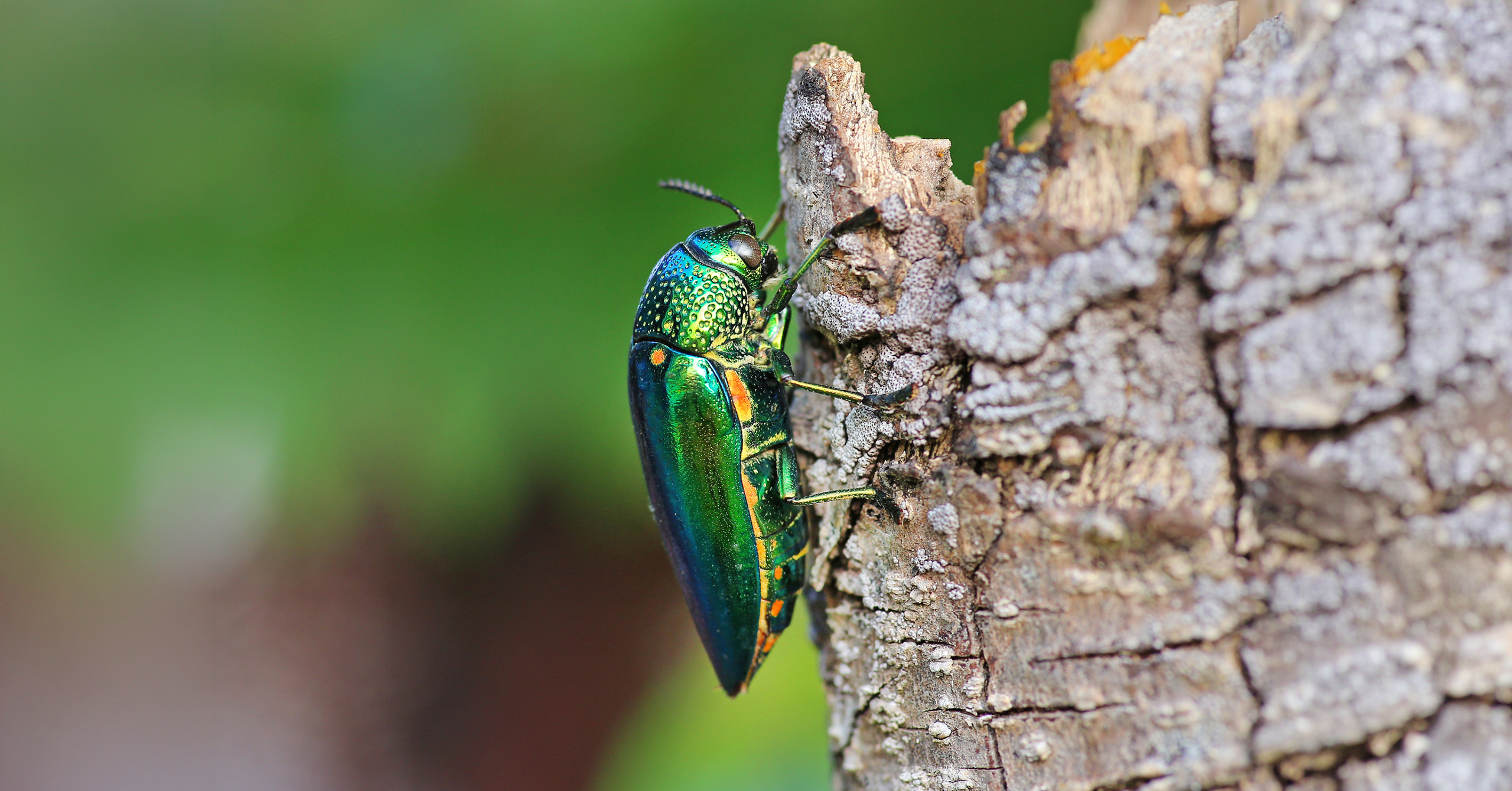 A shiny, iridescent green beetle clings to a textured tree trunk